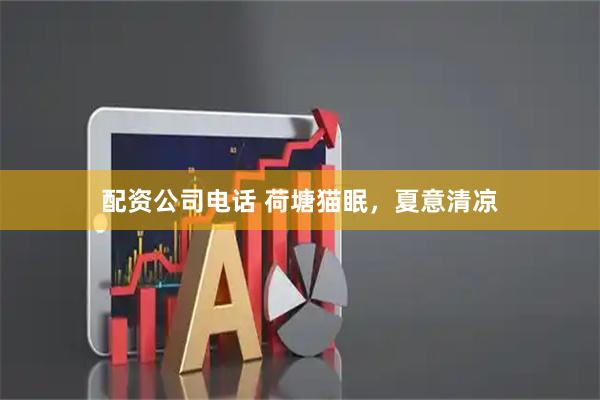 配资公司电话 荷塘猫眠，夏意清凉